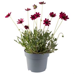 Bild von EJ Cosmos Bipinatus Cherry Chocalate